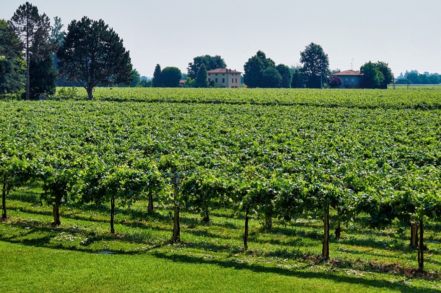 Vigna Cantina Paltrinieri